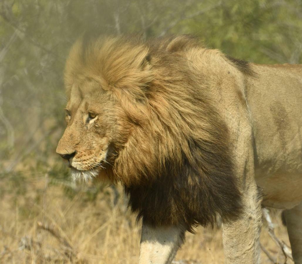 Bona Ngwenya Lodge & Safaris مارلوث بارك المظهر الخارجي الصورة
